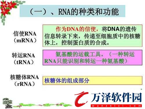 rnaseinhibitor