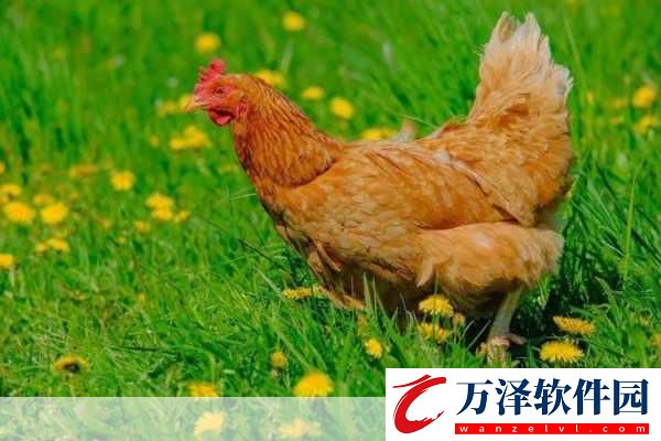 小雞寶寶考考你公雞打鳴聲音這么大會震聾自己嗎