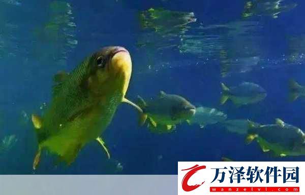 魚有鼻子嗎神奇海洋魚鼻子9.8答案