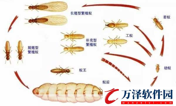 白蟻喜歡甜味易分解的食物