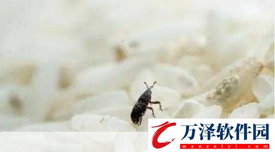 密封大米為什么還生蟲(chóng)螞蟻莊園今日答案密封很好的