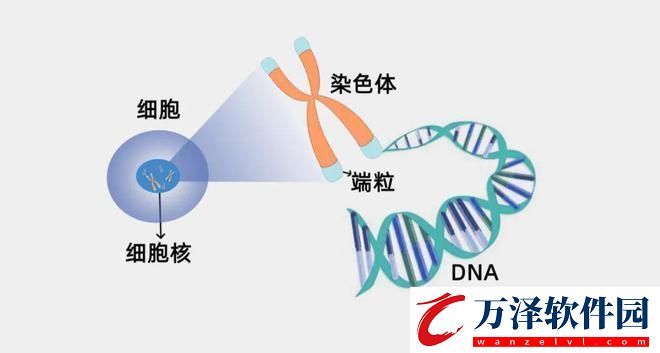 基因湯里的奇趣幻想