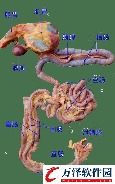 狂野雞場網(wǎng)游新姿勢——笑談肉禽系統(tǒng)的詭異魅力